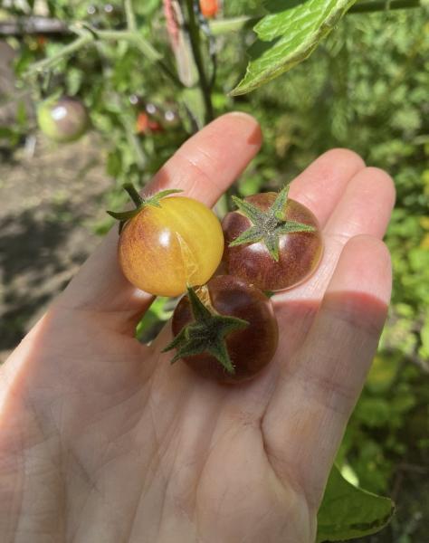 Amethyst Cream Cherry